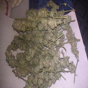 over dry cannabis