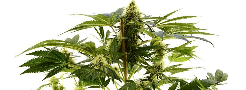over pruning marijuana plants