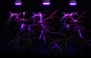 An efficient grow room design and grow setup will save money in the long-term.