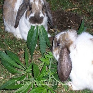 pests rodents mammals marijuana plants