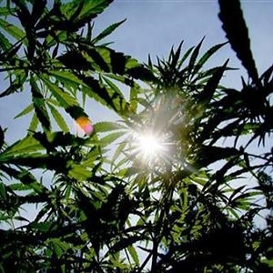 photosynthesis marijuana plant plants