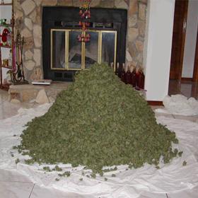 pile of weed