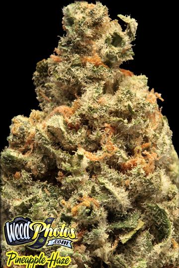 Pineapple Haze Marijuana Strain Pictures - The Weed Blog