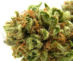 Platinum Bubba Marijuana Strain Review And Pictures - The Weed Blog