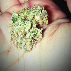 platinum bubba marijuana strain