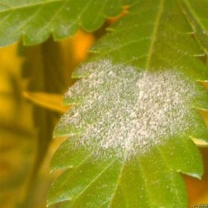 powdery mildew on marijuana plant