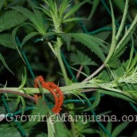 How To Prune Your Marijuana Plants To Grow Huge Buds - The Weed Blog