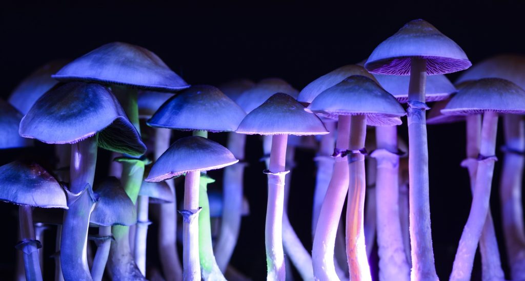 Picture of psolicybin mushrooms—Missouri may soon decriminalize LSD and magic mushrooms.