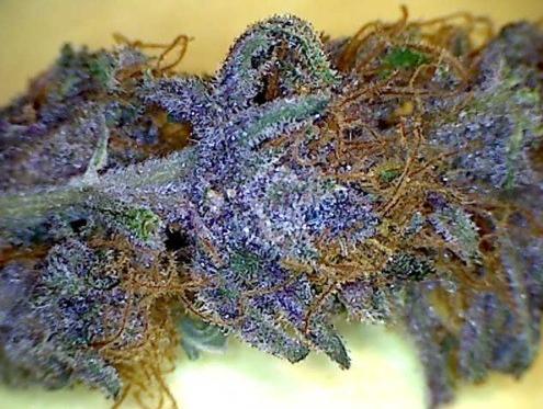 purple diesel marijuana strain