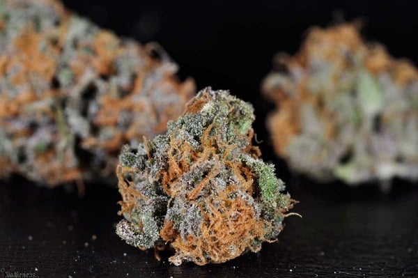 purple dragon marijuana strain