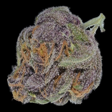 purple dream marijuana strain