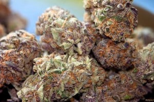 Purple Dream Marijuana Strain Review And Pictures - The Weed Blog