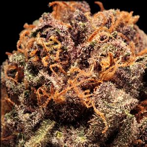 purple dream marijuana strain