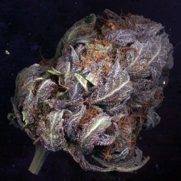 purple haze marijuana strain