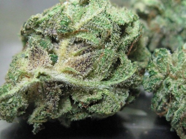 purple heart marijuana strain