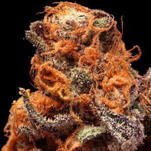 purple kryptonite kush marijuana strain