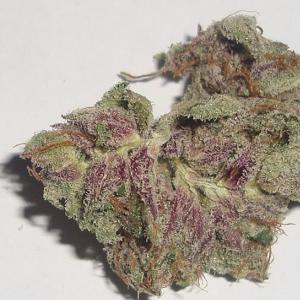purple kush marijuana strain