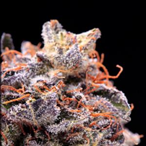 purple mandarin marijuana strain