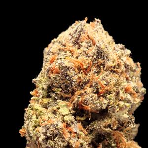 purple nepal marijuana strain