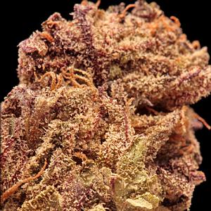 purple nightmare marijuana strain
