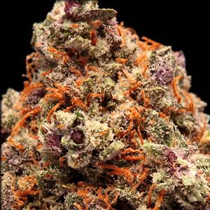 purple trainwreck marijuana strain