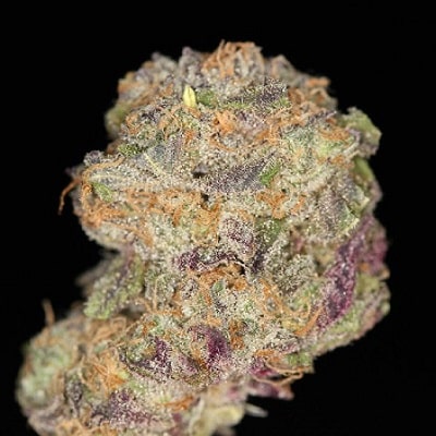purple zombie marijuana strain