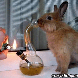 rabbit hitting a bong
