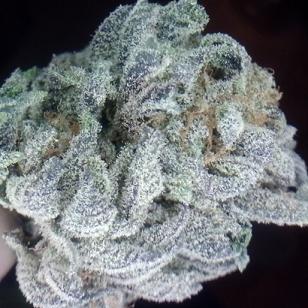 raspberry kush marijuana strain