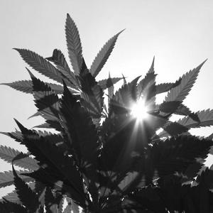 marijuana washington state felony drug possession