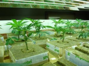 marijuana growing mediums