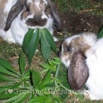 rodents mammals cannabis protection