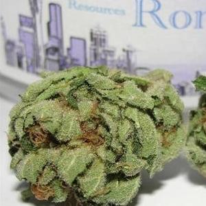 romulan marijuana strain