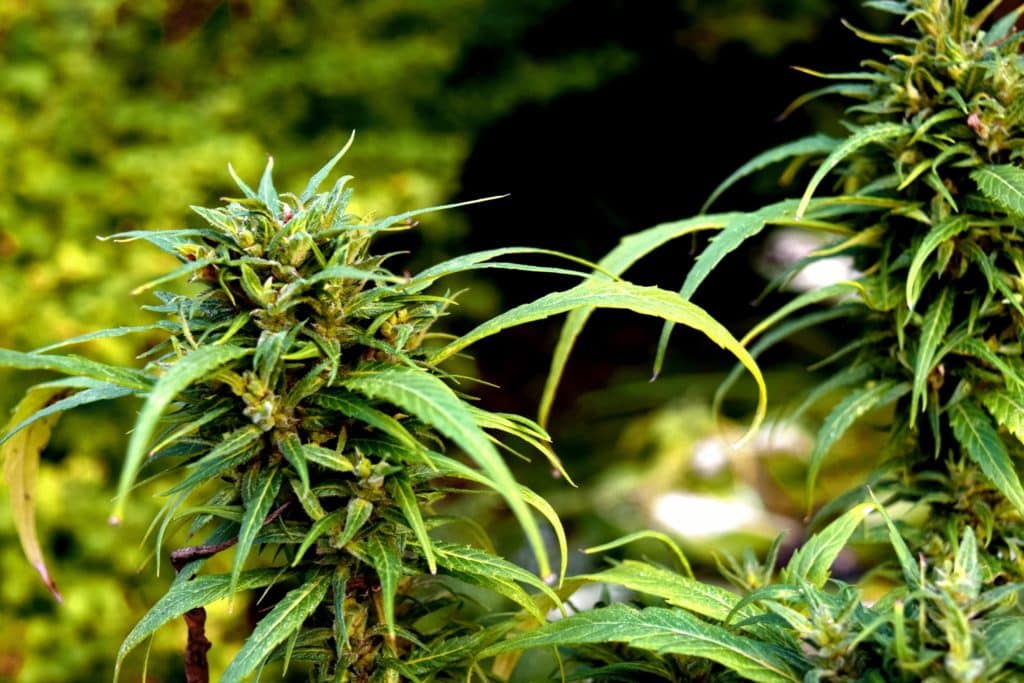 Image of weed plant: Missouri has legal medical marijuana and is close to legalizing adult use cannabis.