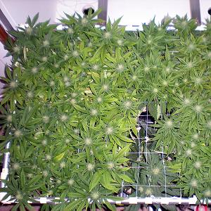 screen sea of green marijuana garden plants growing