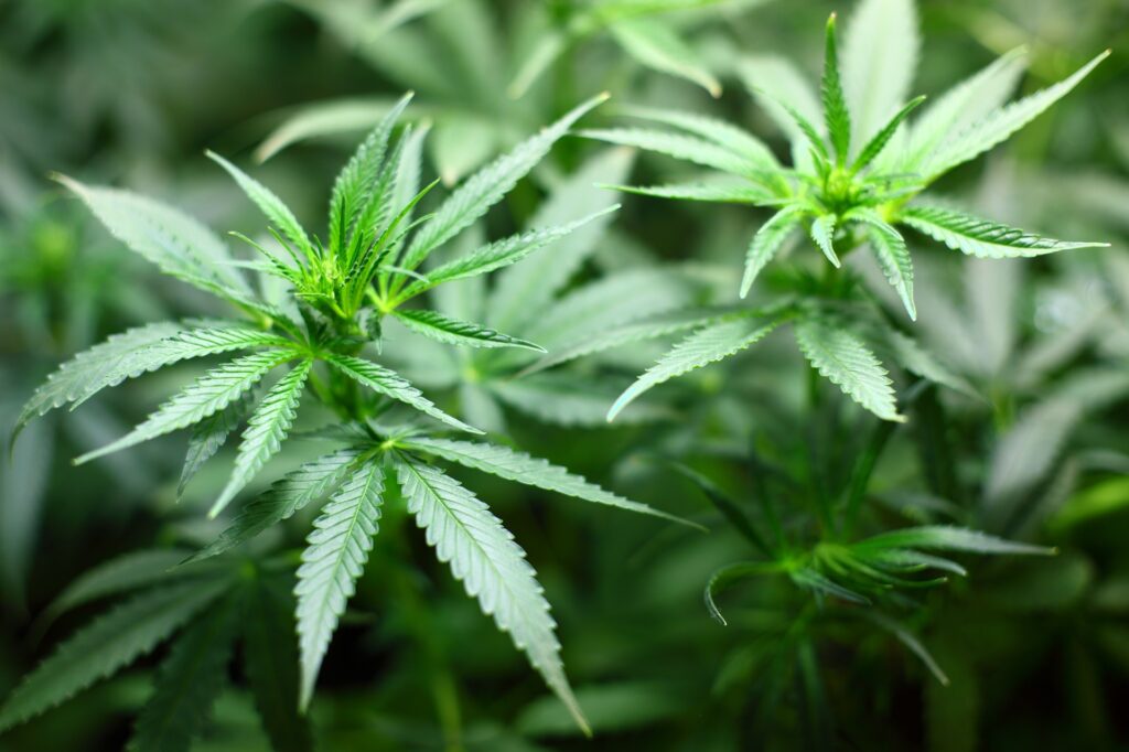 Picture of a cannabis plant—the federal government has announced a standard THC dosage to be used in research trials.