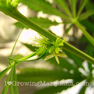 Sexing Your Outdoor Marijuana Plants - The Weed Blog