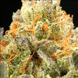 silverback gorilla marijuana strain