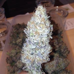 silvertip marijuana strain
