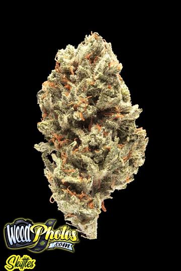 Skittles Marijuana Strain Pictures - The Weed Blog