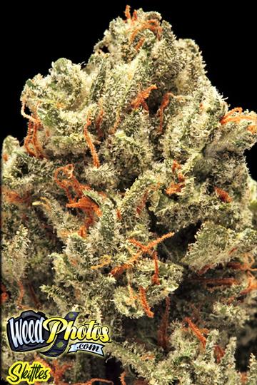 Skittles Marijuana Strain Pictures - The Weed Blog