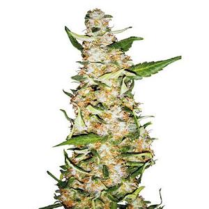 skunk 1 marijuana strain sensi seeds