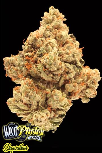 Skywalker Marijuana Strain Pictures - The Weed Blog