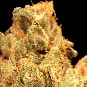 skywalker og marijuana strain