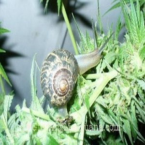 snail slugs marijuana plants