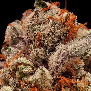 snoop master marijuana strain