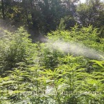 spraying-marijuana-plants-feeding-foliar