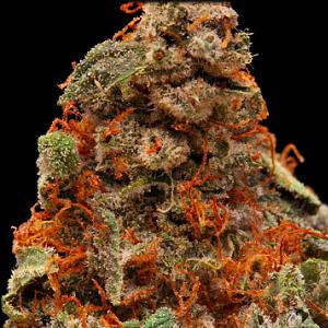 strawberry cough marijuana strain