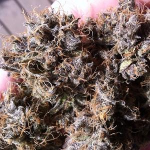 strawberry sour diesel marijuana strain