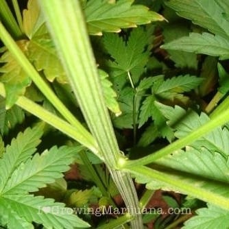 stretching marijuana plants