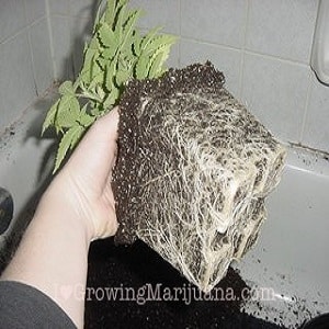 strong marijuana plant roots